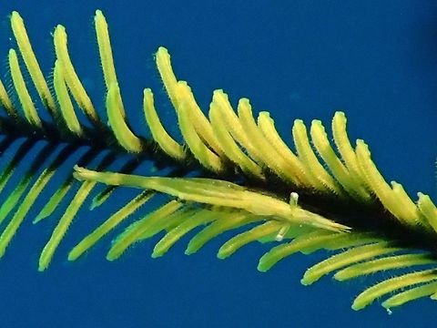 Feather Star Commensal Shrimp - Periclimenes ceratophthalmus The Feather Star Commensal Shrimp - Periclimenes ceratophthalmus is sometimes confused with the Crinoid Shrimp.
Both Shrimps can be found in the same Crinoid or Feather Star, living side-by-side, but the Feather Star Commensal Shrimp is usually smaller with narrower body.  They are varied in colours, usually taking on the colours of their host Feather Star or Crinoid. Feather Star Commensal Shrimp,Geotagged,Moal-Boal,Periclimenes ceratophthalmus,Philippines,Shrimp,Summer,cebu