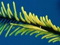 Feather Star Commensal Shrimp - Periclimenes ceratophthalmus The Feather Star Commensal Shrimp - Periclimenes ceratophthalmus is sometimes confused with the Crinoid Shrimp.<br />
Both Shrimps can be found in the same Crinoid or Feather Star, living side-by-side, but the Feather Star Commensal Shrimp is usually smaller with narrower body.  They are varied in colours, usually taking on the colours of their host Feather Star or Crinoid. Feather Star Commensal Shrimp,Geotagged,Moal-Boal,Periclimenes ceratophthalmus,Philippines,Shrimp,Summer,cebu