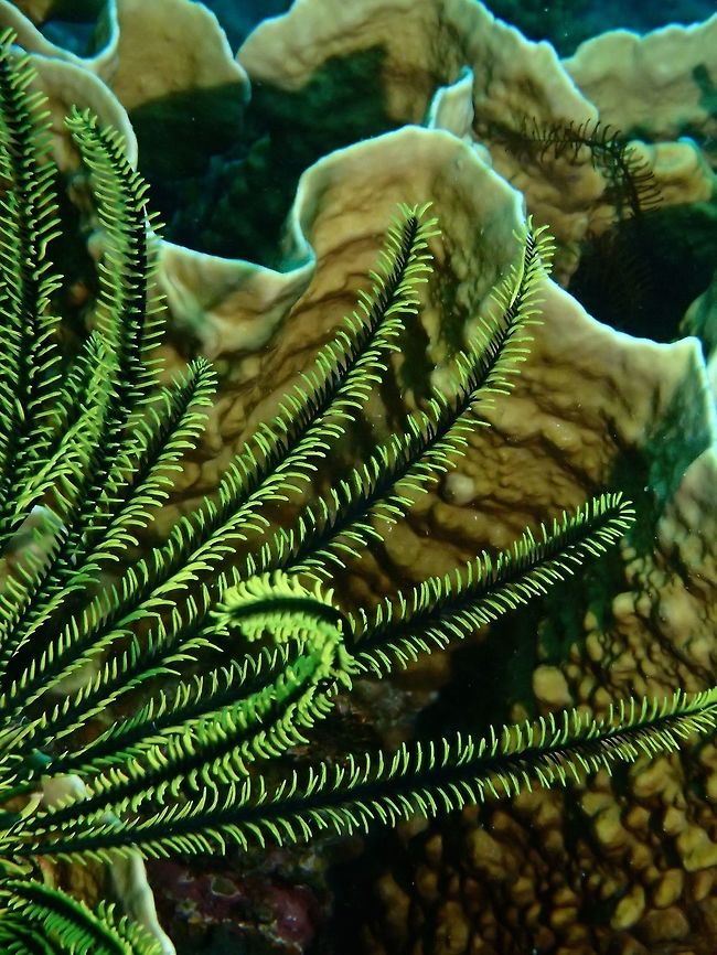 Its somewhere on the Feather Star This is the same Feather Star Commensal Shrimp - Periclimenes ceratophthalmus in its host, also to illustrate how well camouflaged and small they can be.<br />
<br />
This is a close-up look of the Shrimp :<br />
<br />
<figure class="photo"><a href="https://www.jungledragon.com/image/47436/feather_star_commensal_shrimp_-_periclimenes_ceratophthalmus.html" title="Feather Star Commensal Shrimp - Periclimenes ceratophthalmus"><img src="https://s3.amazonaws.com/media.jungledragon.com/images/2994/47436_thumb.jpg?AWSAccessKeyId=05GMT0V3GWVNE7GGM1R2&Expires=1759968010&Signature=rZk%2BzMDxCSlQaQgwpeqMD%2FKdJpY%3D" width="200" height="150" alt="Feather Star Commensal Shrimp - Periclimenes ceratophthalmus The Feather Star Commensal Shrimp - Periclimenes ceratophthalmus is sometimes confused with the Crinoid Shrimp.<br />
Both Shrimps can be found in the same Crinoid or Feather Star, living side-by-side, but the Feather Star Commensal Shrimp is usually smaller with narrower body.  They are varied in colours, usually taking on the colours of their host Feather Star or Crinoid. Feather Star Commensal Shrimp,Geotagged,Moal-Boal,Periclimenes ceratophthalmus,Philippines,Shrimp,Summer,cebu" /></a></figure> Cebu,Feather Star Commensal Shrimp,Geotagged,Moal-Boal,Periclimenes ceratophthalmus,Philippines,Shrimp,Summer