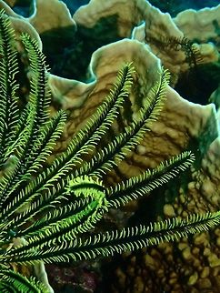 Feather Star Commensal Shrimp
