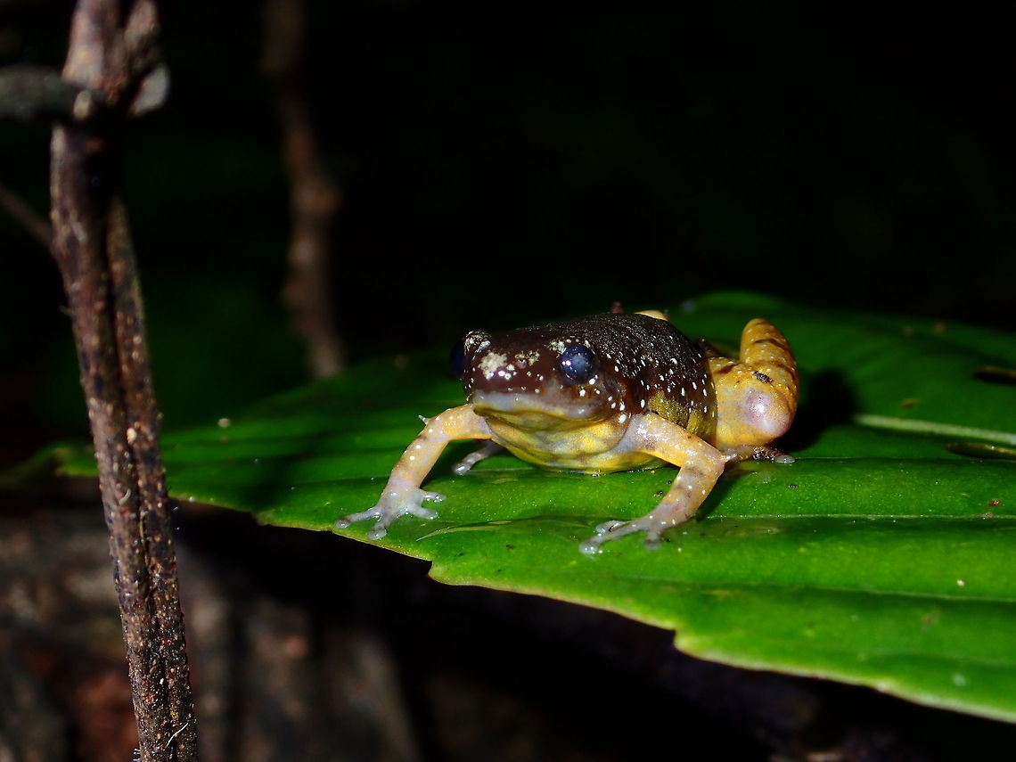 Saffron Bellied Frog - Chaperina fusca Saffron Bellied Frog - Chaperina fusca are small frogs: males measure 18&ndash;21 mm (0.71&ndash;0.83 in) in snout&ndash;vent length and females 20&ndash;26 mm (0.79&ndash;1.02 in). They are black above with minute white, light blue, or greenish spots. The skin is smooth with scattered tubercles; they have a sharp dermal projection on elbows and heel.<br />
<br />
These frogs are active after rainfall on forest floor and low vegetation; they are good climbers Chaperina fusca,Fall,Frog,Geotagged,Malaysia,Saffron Bellied Frog,Tawau,sabah