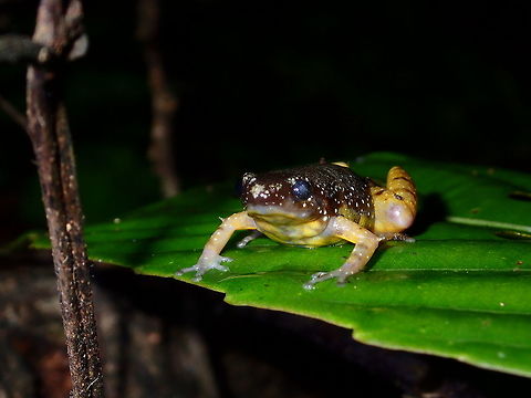 Saffron Bellied Frog - Chaperina fusca Saffron Bellied Frog - Chaperina fusca are small frogs: males measure 18&ndash;21 mm (0.71&ndash;0.83 in) in snout&ndash;vent length and females 20&ndash;26 mm (0.79&ndash;1.02 in). They are black above with minute white, light blue, or greenish spots. The skin is smooth with scattered tubercles; they have a sharp dermal projection on elbows and heel.

These frogs are active after rainfall on forest floor and low vegetation; they are good climbers Chaperina fusca,Fall,Frog,Geotagged,Malaysia,Saffron Bellied Frog,Tawau,sabah