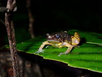 Saffron Bellied Frog - Chaperina fusca Saffron Bellied Frog - Chaperina fusca are small frogs: males measure 18&ndash;21 mm (0.71&ndash;0.83 in) in snout&ndash;vent length and females 20&ndash;26 mm (0.79&ndash;1.02 in). They are black above with minute white, light blue, or greenish spots. The skin is smooth with scattered tubercles; they have a sharp dermal projection on elbows and heel.<br />
<br />
These frogs are active after rainfall on forest floor and low vegetation; they are good climbers Chaperina fusca,Fall,Frog,Geotagged,Malaysia,Saffron Bellied Frog,Tawau,sabah