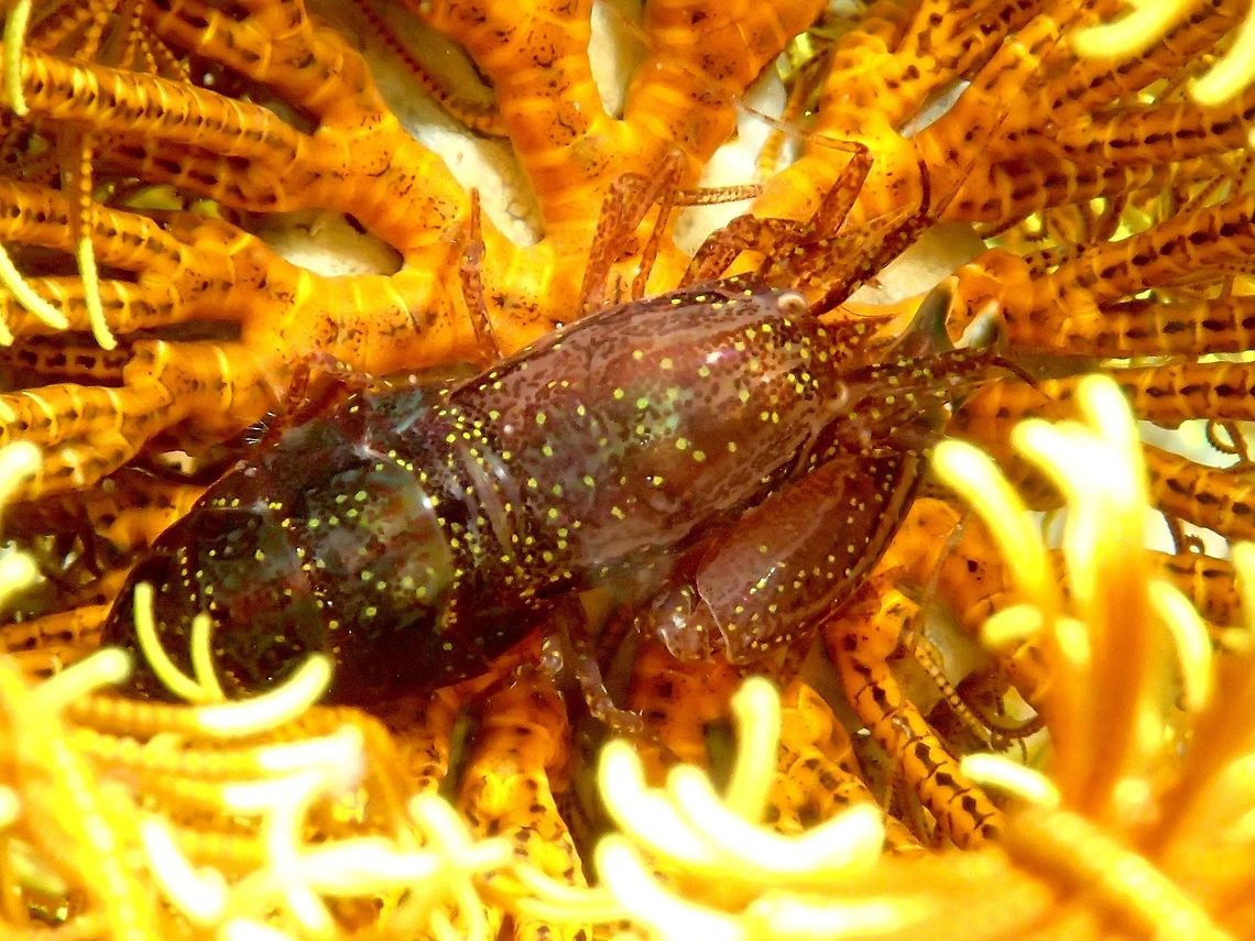 Snapping Shrimp - Synalpheus stimpsonii These Snapping Shrimp - Synalpheus stimpsonii are not super rare, but are very very rarely seen. The reason for this is that they live underneath Crinoids.<br />
<br />
Crinoids, or Feather Stars (as they are also known) are echinoderms. There are many of them in Lembeh, but these shrimp seem only to live under the orange coloured ones.<br />
<br />
You can very carefully turn the crinoids upside-down to see these wonderful critters.<br />
<br />
They are called &lsquo;snapping&rsquo; Shrimp, as they can &lsquo;snap&rsquo; their large pincers to create a loud noise. As you can see, one pincer is always much larger than the other. Geotagged,Moal-Boal,Philippines,Shrimp,Summer,Synalpheus stimpsonii,cebu