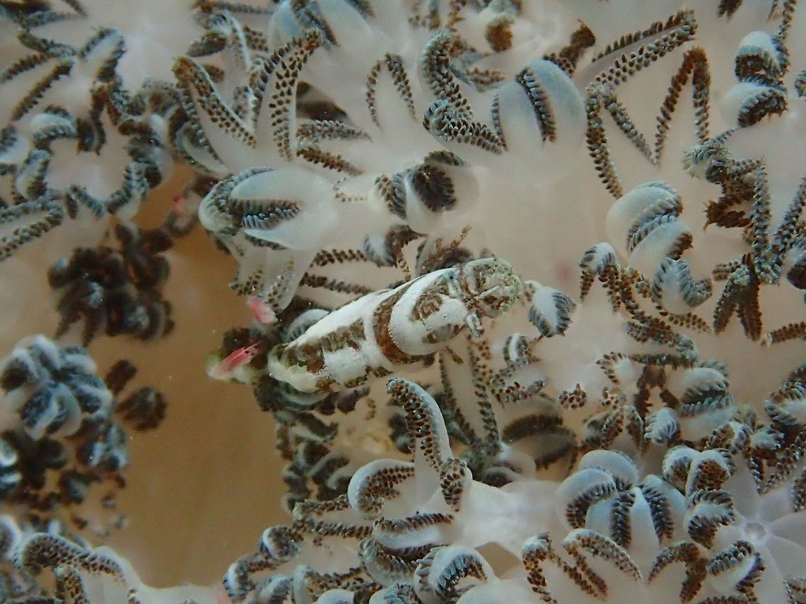 Xenia Soft Coral Shrimp - Alcyonohippolyte commensalis The Xenia Soft Coral Shrimp - Alcyonohippolyte commensalis probably lives exclusively on Xenia Soft Corals, where they have taken up the colouration and markings that is highly similar to the polyps of Xenia Soft Corals. Alcyonohippolyte commensalis,Geotagged,Moal-Boal,Philippines,Shrimp,Summer,Xenia Coral Mimic Shrimp,cebu