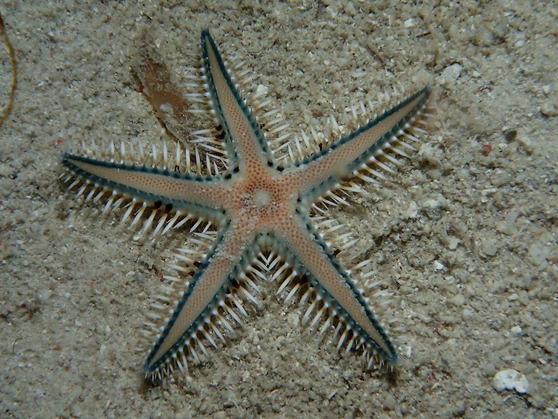 Sea Star - Astropecten polyacanthus Sea Star - Astropecten polyacanthus, also known as Starfish is a sand-sifting starfish.  They uses their sharp marginal spines which are on the fringe on their five arms to dig and sift through the sands for food. Astropecten polyacanthus,Geotagged,Moal-Boal,Philippines,Sea Star,Starfish,Summer,cebu
