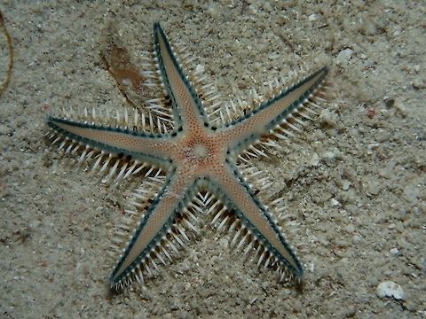 Sea Star - Astropecten polyacanthus Sea Star - Astropecten polyacanthus, also known as Starfish is a sand-sifting starfish. They uses their sharp marginal spines which are on the fringe on their five arms to dig and sift through the sands for food. Astropecten polyacanthus,Geotagged,Moal-Boal,Philippines,Sea Star,Starfish,Summer,cebu