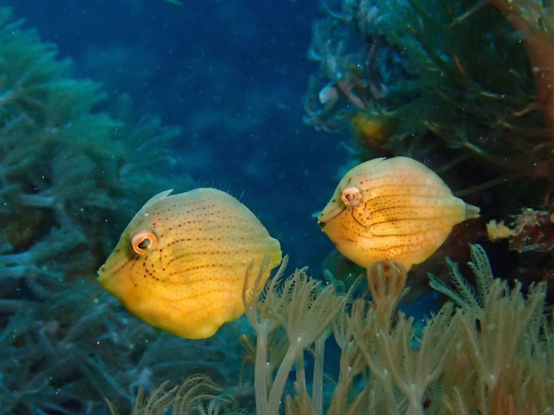 Pair of Diamonds This was a pair of Diamond Filefishes - Rudarius excelsus, swimming around, courting. Diamond Filefish,Filefish,Fish,Geotagged,Malapascua,Philippines,Rudarius excelsus,Summer