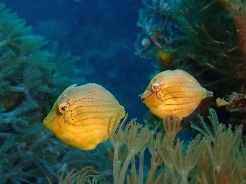 Pair of Diamonds This was a pair of Diamond Filefishes - Rudarius excelsus, swimming around, courting. Diamond Filefish,Filefish,Fish,Geotagged,Malapascua,Philippines,Rudarius excelsus,Summer