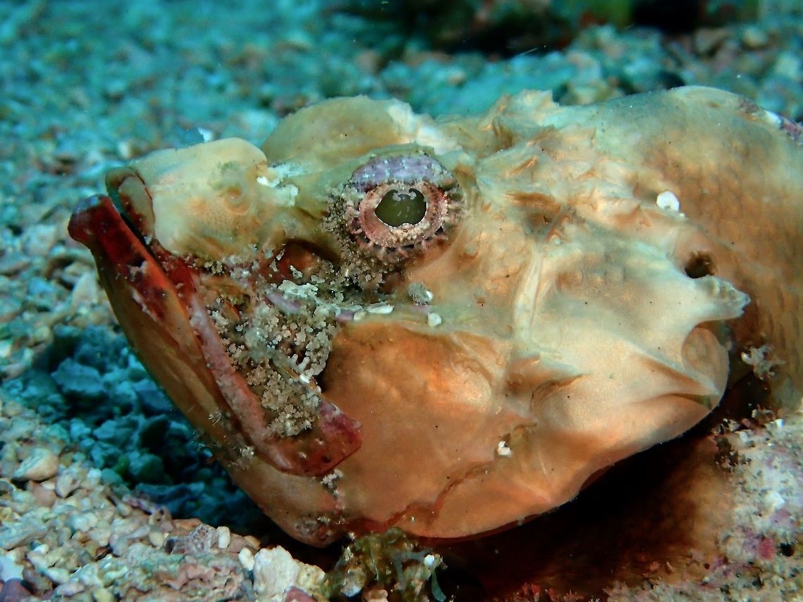 Flasher Scorpionfish - Scorpaenopsis macrochir The Flasher Scorpionfish - Scorpaenopsis macrochir has shorter snout and less pronounced hump on back; colour highly variable.  Inner surface of pectoral fin is brilliant yellow-orange with isolated black spots and wide black border.<br />
<br />
All species of Scorpaenopsis at times display colours that effectively mimic sponge growth.<br />
<br />
This is the picture of the same Scorpionfish in full :<br />
<br />
<figure class="photo"><a href="https://www.jungledragon.com/image/47447/flasher_scorpionfish_-_scorpaenopsis_macrochir.html" title="Flasher Scorpionfish - Scorpaenopsis macrochir"><img src="https://s3.amazonaws.com/media.jungledragon.com/images/2994/47447_thumb.jpg?AWSAccessKeyId=05GMT0V3GWVNE7GGM1R2&Expires=1759968010&Signature=fxeVsqRkBjafAP7bJapRrVakhN8%3D" width="200" height="150" alt="Flasher Scorpionfish - Scorpaenopsis macrochir  Fish,Geotagged,Malapascua,Philippines,Scorpaenopsis macrochir,Scorpionfish,Summer.Flasher Scorpionfish,cebu" /></a></figure><br />
 Fish,Flasher Scorpionfish,Geotagged,Malapascua,Philippines,Scorpaenopsis macrochir,Scorpionfish,Summer,cebu