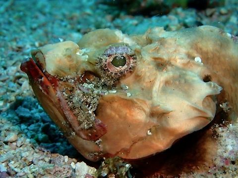 Flasher scorpionfish