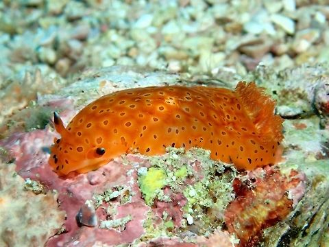 Nudibranch- Dendrodoris guttata This Dendrodoris guttata Nudibranch is orange-brown in colour with spots  on its body and black rhinopores. Dendrodoris guttata,Geotagged,Malapascua,Nudibranch,Philippines,Summer,cebu