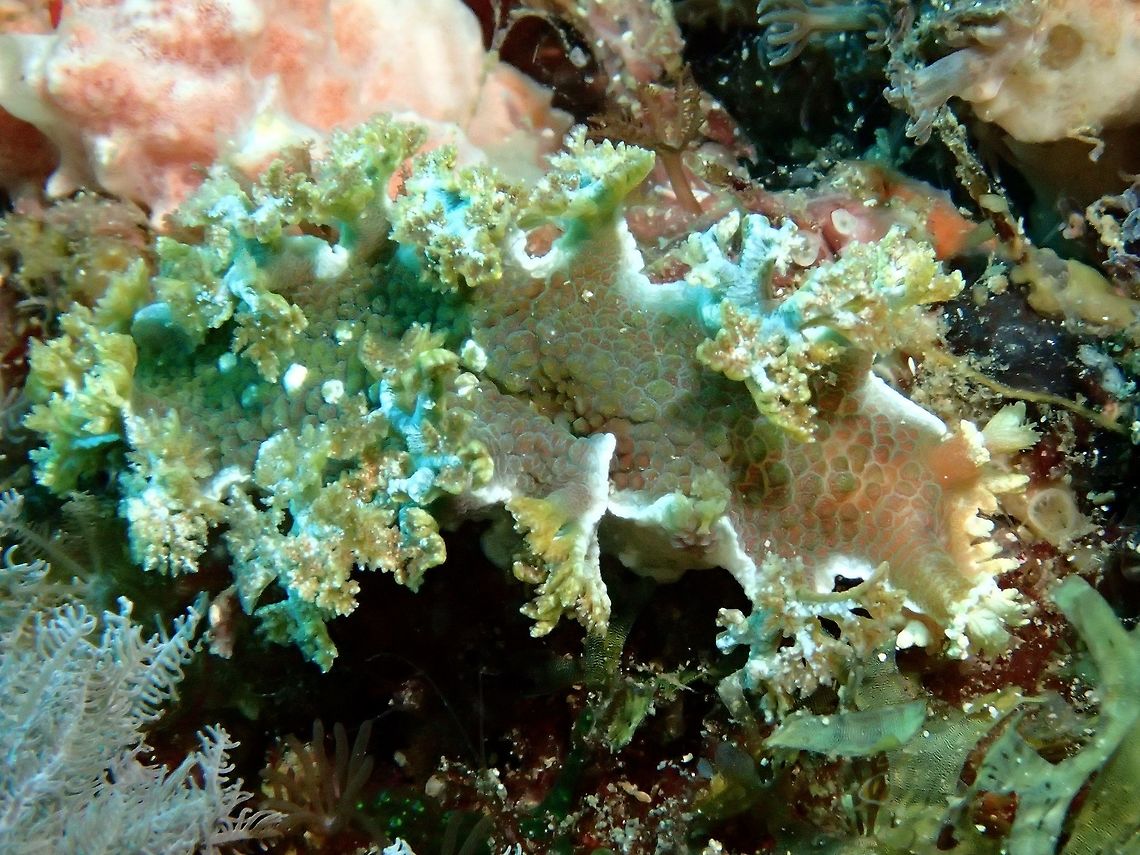 Nudibranch - Marionia elongoviridis  Geotagged,Malapascua,Marionia elongoviridis,Nudibranch,Philippines,Summer,cebu