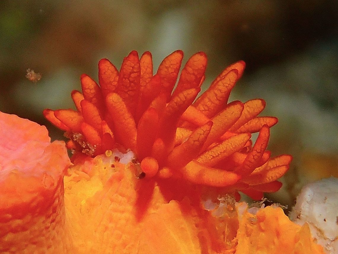 Nudibranch - Phestilla melanobrachia This Phestilla melanobrachia Nudibranch are usually found on their food source - Tubbastrea corals.  As there are two main colours of Tubbastrea corals - orange &amp; black, hence this Nudibranch will takes on the orange or black colour depending on its host food source and in this picture, it is orange. Cebu,Geotagged,Malapascua,Nudibranch,Phestilla melanobrachia,Philippines,Summer