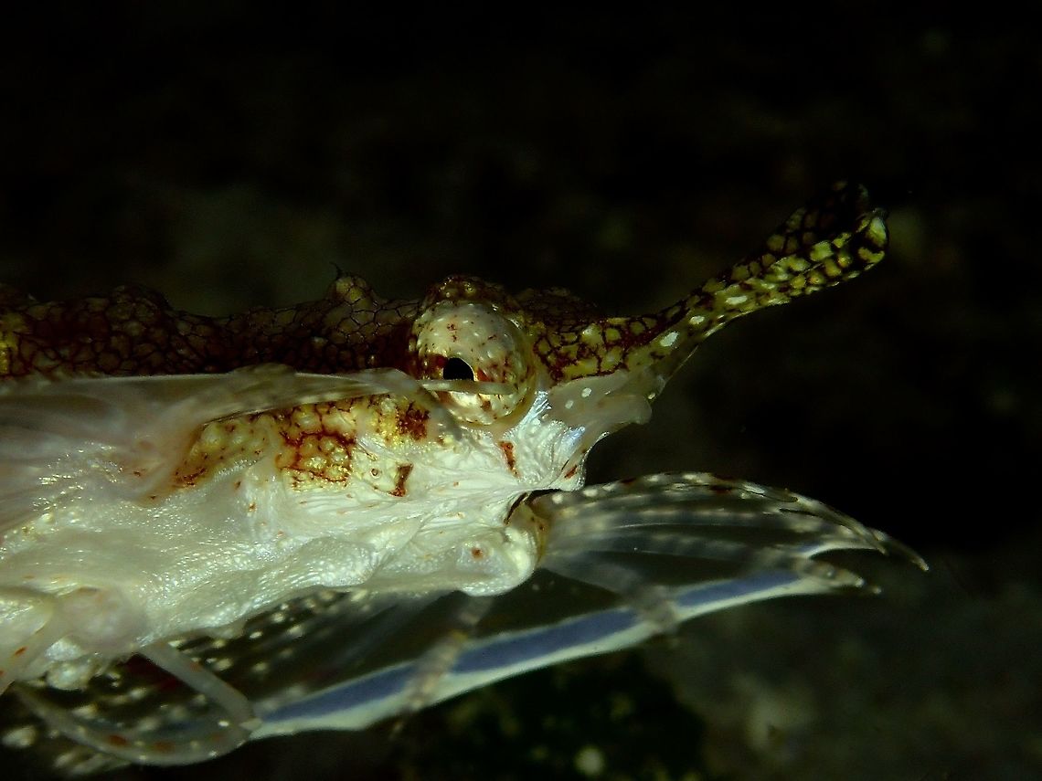 Sea Moth - Pegasus This weird looking fish is fondly known as Sea Moth, Pegasus or even Little Dragon.<br />
Found mostly among coral rubbles and sandy/sea grass area.  They hardly swims but 'walk' using their finger-like pelvic fins.  They have long narrow flattened snout and wing-like pectoral fins.<br />
<br />
Picture of the whole fish can be seen here :<br />
<br />
<figure class="photo"><a href="https://www.jungledragon.com/image/47458/sea_mothpegasus_-_eurypegasus_draconis.html" title="Sea Moth/Pegasus - Eurypegasus draconis"><img src="https://s3.amazonaws.com/media.jungledragon.com/images/2994/47458_thumb.jpg?AWSAccessKeyId=05GMT0V3GWVNE7GGM1R2&Expires=1769040010&Signature=HrCT7fEQziN4fG9ORpwPDY2esFY%3D" width="200" height="152" alt="Sea Moth/Pegasus - Eurypegasus draconis This is the top view of the same Sea Moth - Eurypegasus draconis showing its winged pectoral fins. Eurypegasus draconis,Fish,Geotagged,Little dragonfish,Malapascua,Pegasus,Philippines,Sea Moth,Summer,cebu" /></a></figure><br />
<br />
 Cebu,Eurypegasus draconis,Fish,Geotagged,Little dragonfish,Malapascua,Pegasus,Philippines,Sea Moth,Summer