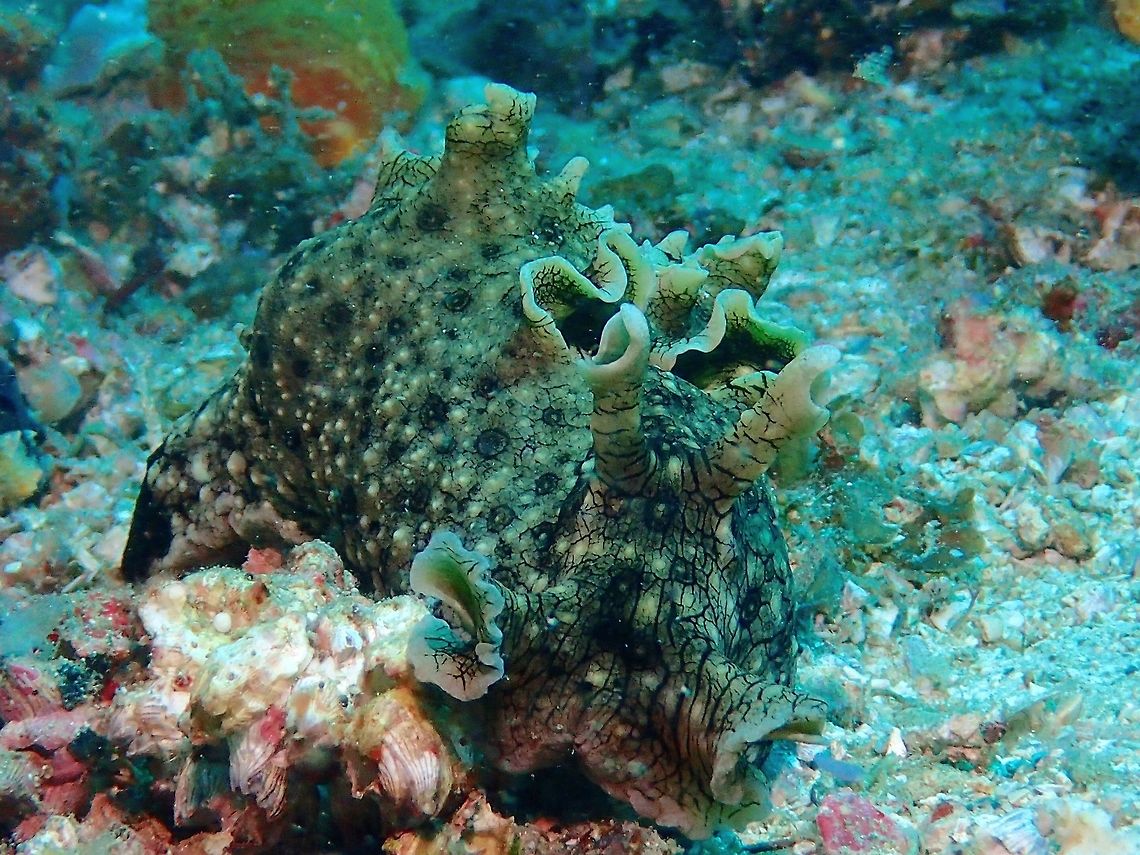 Spotted Sea Hare - Aplysia argus Like all Seahares, the Aplysia argus also has the ability to squirt ink, which is purplish in colour as a defensive mechanism. Aplysia argus,Geotagged,Malapascua,Philippines,Sea Hare,Spotted sea hare,Summer,cebu