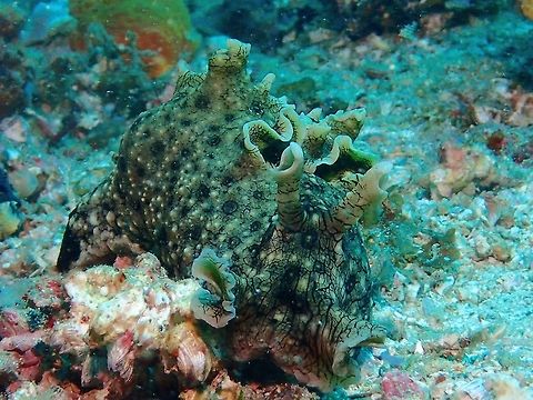 Spotted Sea Hare - Aplysia argus Like all Seahares, the Aplysia argus also has the ability to squirt ink, which is purplish in colour as a defensive mechanism. Aplysia argus,Geotagged,Malapascua,Philippines,Sea Hare,Spotted sea hare,Summer,cebu