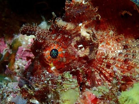 Blotchfin Scorpionfish