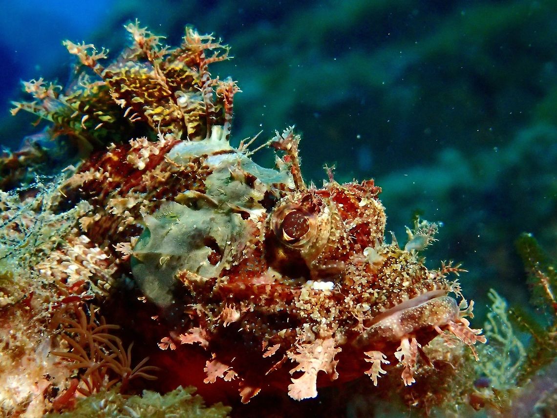 Raggy Scorpionfish - Scorpaenopsis venosa This Raggy Scorpionfish - Scorpaenopsis venosa is quite similar to Tasseled Scorpionfish, Poss&#039;s Scorpionfish or Papuan Scorpionfish except that the Raggy usually with well-developed cirri above eyes. Geotagged,Malapascua,Philippines,Raggy Scorpionfish,Scorpaenopsis venosa,Scorpionfish,Summer,cebu