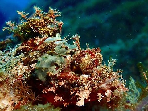 Raggy Scorpionfish - Scorpaenopsis venosa This Raggy Scorpionfish - Scorpaenopsis venosa is quite similar to Tasseled Scorpionfish, Poss's Scorpionfish or Papuan Scorpionfish except that the Raggy usually with well-developed cirri above eyes. Geotagged,Malapascua,Philippines,Raggy Scorpionfish,Scorpaenopsis venosa,Scorpionfish,Summer,cebu