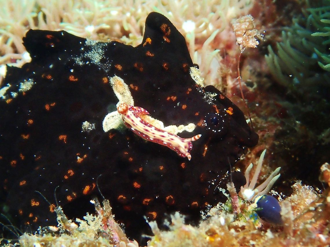 Nudibranch tears Like all Frogfishes, the Antennarius pictus tends to sit still for hours without moving, pretending to be like a piece of coral or rock.  This particular juvenile even has a Nudibranch crawling on its body! Antennarius pictus,Fish,Frogfish,Geotagged,Malapascua,Painted frogfish,Philippines,Summer,cebu