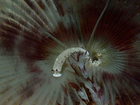 Nudibranch - Dermatobranchus sp This is a small Nudibranch from the genus Dermatobranchus.  Various species under this genus could look very similar hence, it is hardly possible to be certain on the species ID just by picture, and partly also, some of them could yet to be described species.

This Nudibranch was seen crawling on a Feather Duster worm, which is a surprise as the Worm will usually retracts when you get near it, which also means, the Nudibranch is so light and delicate, that it does not affects the Feather Duster Worm at all. Cebu,Geotagged,Malapascua,Nudibranch,Philippines,Summer