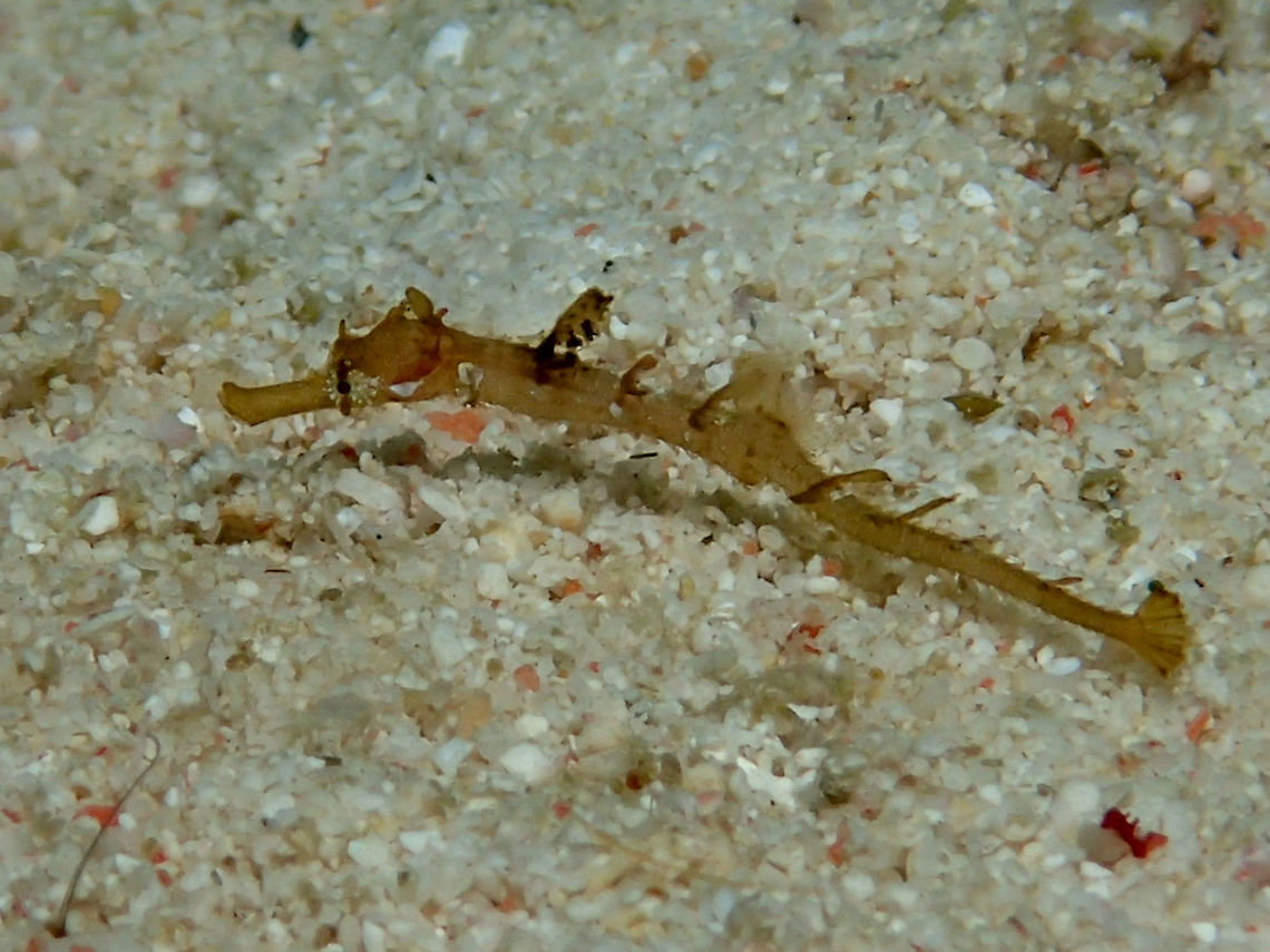 Baby This is a very tiny Winged Pipefish - Halicampus macrorhynchus.  Although it is around 2 cm length, it is very slender like a needle. It already is showing the horizontal flaps along its body, which gives them the common name, Winged Pipefish. Geotagged,Halicampus macrorhynchus,Philippines,Summer,Winged pipefish