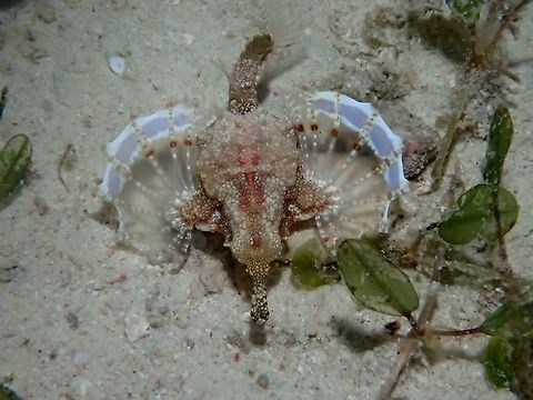 Sea Moth/Pegasus - Eurypegasus draconis This is the top view of the same Sea Moth - Eurypegasus draconis showing its winged pectoral fins. Eurypegasus draconis,Fish,Geotagged,Little dragonfish,Malapascua,Pegasus,Philippines,Sea Moth,Summer,cebu