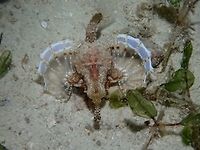 Sea Moth/Pegasus - Eurypegasus draconis This is the top view of the same Sea Moth - Eurypegasus draconis showing its winged pectoral fins. Eurypegasus draconis,Fish,Geotagged,Little dragonfish,Malapascua,Pegasus,Philippines,Sea Moth,Summer,cebu