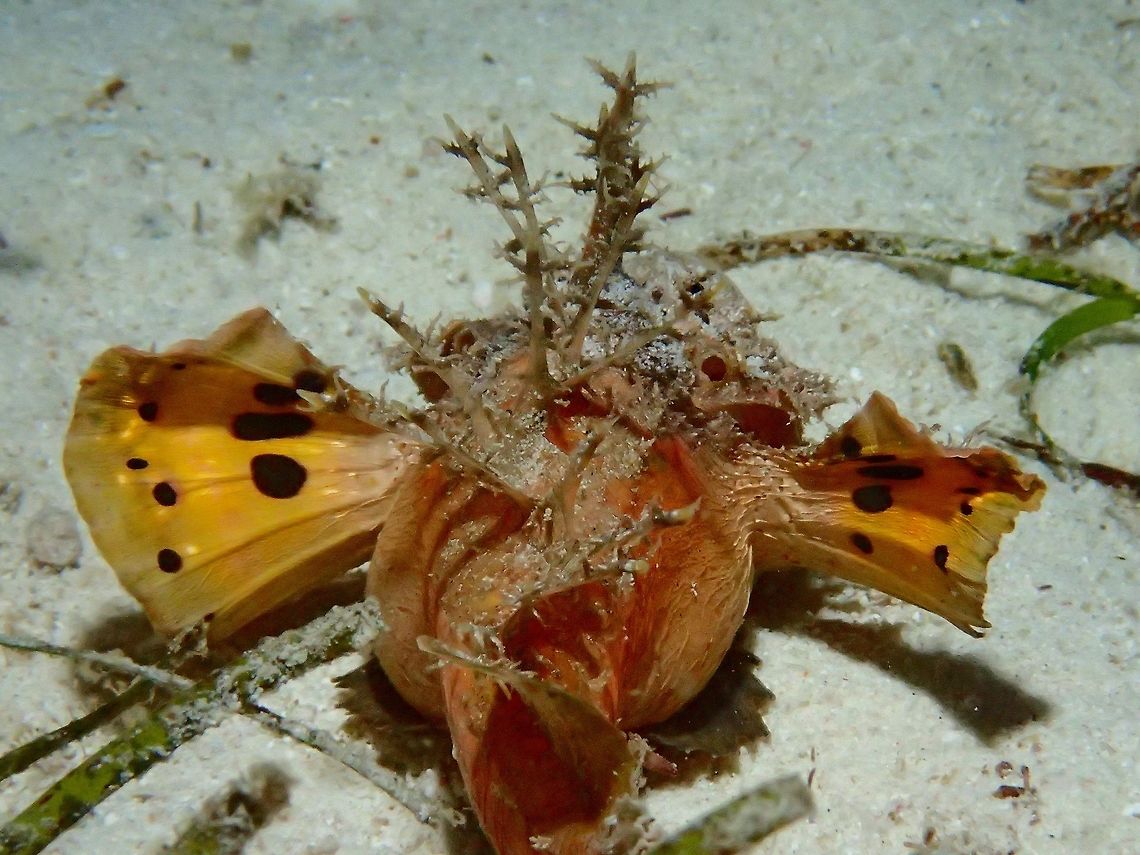 Big Tummy This Inimicus didactylus has several common names - Demon Stinger, Devil Stinger, Indian Devil and Spiny Devil.  It looks like it is either heavy with eggs or it just had a good meal.<br />
<br />
Their dorsal spines are venomous and when they want to warn predators off, the dorsal spines will stand erect. Devil stinger,Fish,Geotagged,Inimicus didactylus,Malapascua,Philippines,Spiny Devil,Summer,cebu
