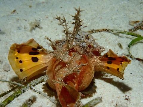 Big Tummy This Inimicus didactylus has several common names - Demon Stinger, Devil Stinger, Indian Devil and Spiny Devil.  It looks like it is either heavy with eggs or it just had a good meal.

Their dorsal spines are venomous and when they want to warn predators off, the dorsal spines will stand erect. Devil stinger,Fish,Geotagged,Inimicus didactylus,Malapascua,Philippines,Spiny Devil,Summer,cebu