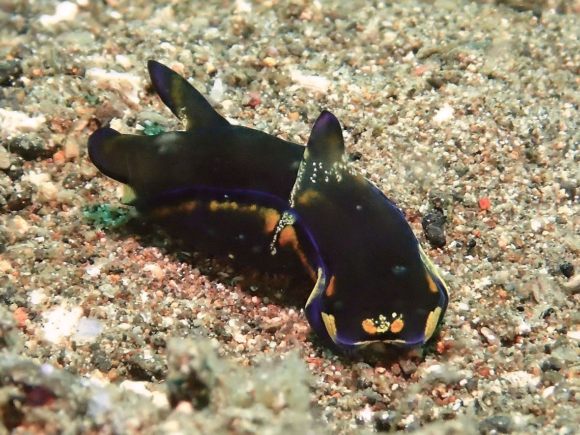 Head Shield Slug - Philinopsis gardineri This Philinopsis cyanea Head Shield Slug is from the family of Aglajidae and they are all carnivorous hunters. Geotagged,Head Shield Slug,Malapascua,Philinopsis cyanea,Philippines,Shield Slug,Slug,Summer,cebu
