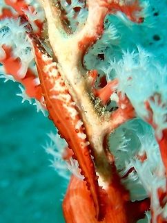 Spindle Cowrie - Phenacovolva rosea The Spindle Cowrie - Phenacovolva rosea are dark brown to reddish in colour, they have long and slender shells. Anilao,Batangas,Cowrie,Geotagged,Phenacovolva rosea,Philippines,Rosy spindle cowry,Summer