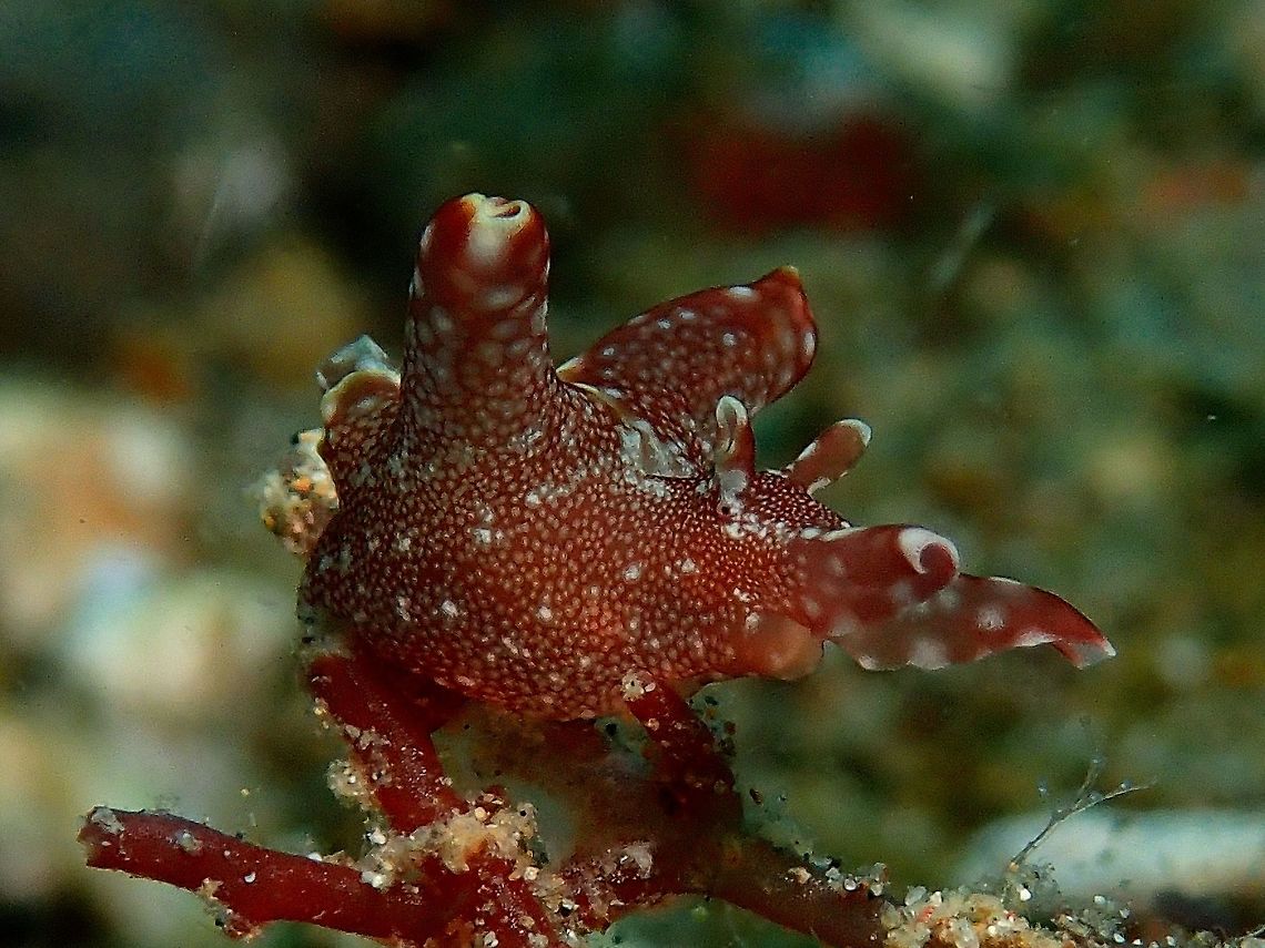 Dwarf Sea Hare - Aplysia parvula This Dward Sea Hare - Aplysia parvula is one of the smaller species of Sea Hare. Anilao,Aplysia parvula,Batangas,Dwarf sea hare,Geotagged,Philippines,Sea Hare,Summer