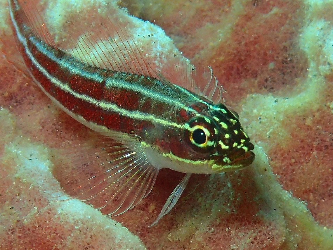 Pygmy Striped Goby - Eviota sp Small Goby with stripes from the genus Eviota but not sure of which species. Anilao,Batangas,Fish,Geotagged,Goby,Helcogramma striata,Philippines,Striped Goby,Striped Pygmy Goby,Summer,Tropical striped triplefin