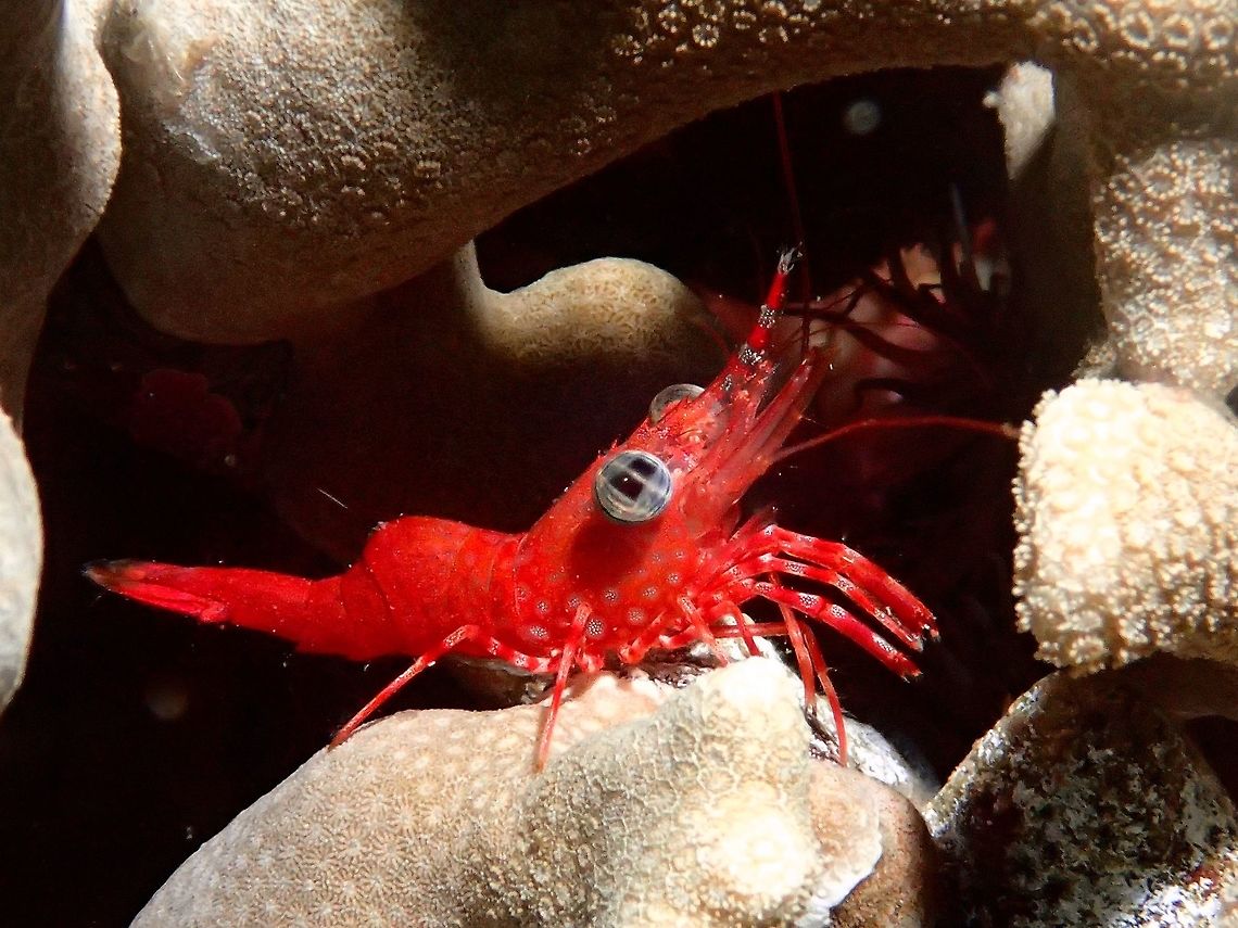 Green-Eye Dancing Shrimp - Cinetorhynchus reticulatus Red coloured Shrimp with interesting eyes Anilao,Batangas,Cinetorhynchus reticulatus,Geotagged,Green-Eye Dancing Shrimp,Philippines,Shrimp,Summer