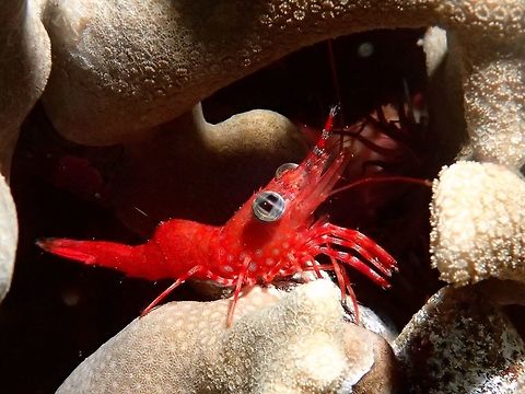 Green-Eye Dancing Shrimp - Cinetorhynchus reticulatus Red coloured Shrimp with interesting eyes Anilao,Batangas,Cinetorhynchus reticulatus,Geotagged,Green-Eye Dancing Shrimp,Philippines,Shrimp,Summer