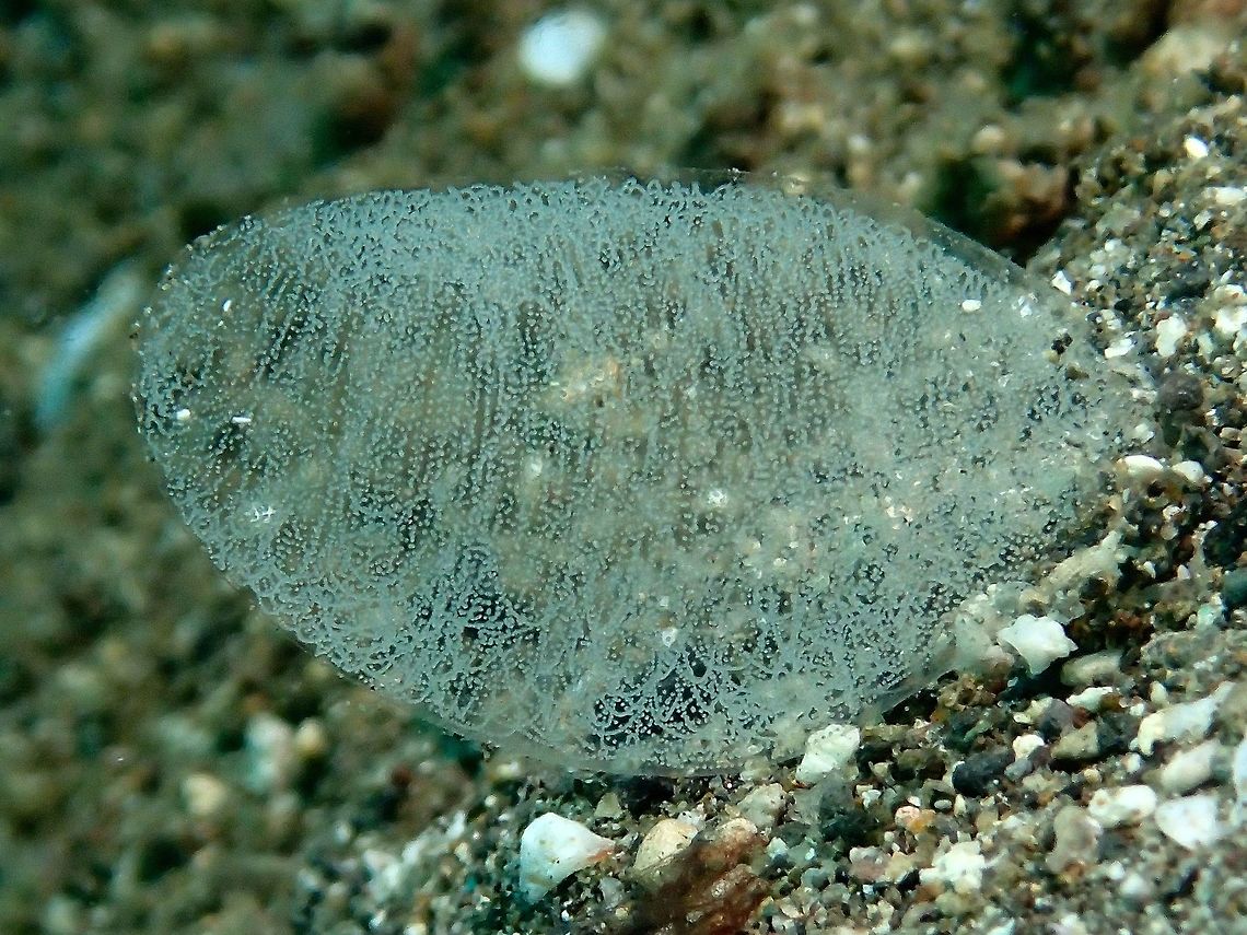 Egg Mass A bunch of egg mass, not sure of what animals.<br />
<br />
Update : Was told this is likely the egg mass of Diamondback Squid - Thysanoteuthis rhombus Anilao,Batangas,Diamond squid,Egg,Eggs,Geotagged,Philippines,Summer,Thysanoteuthis rhombus