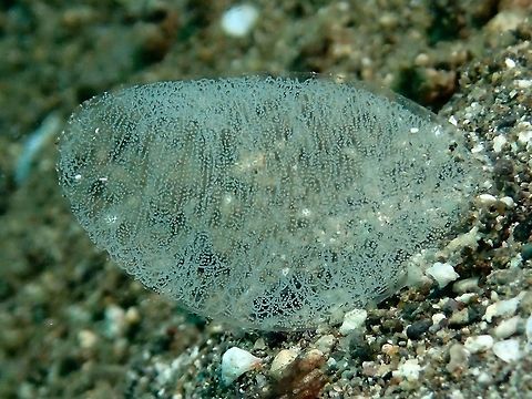 Egg Mass A bunch of egg mass, not sure of what animals.

Update : Was told this is likely the egg mass of Diamondback Squid - Thysanoteuthis rhombus Anilao,Batangas,Diamond squid,Egg,Eggs,Geotagged,Philippines,Summer,Thysanoteuthis rhombus
