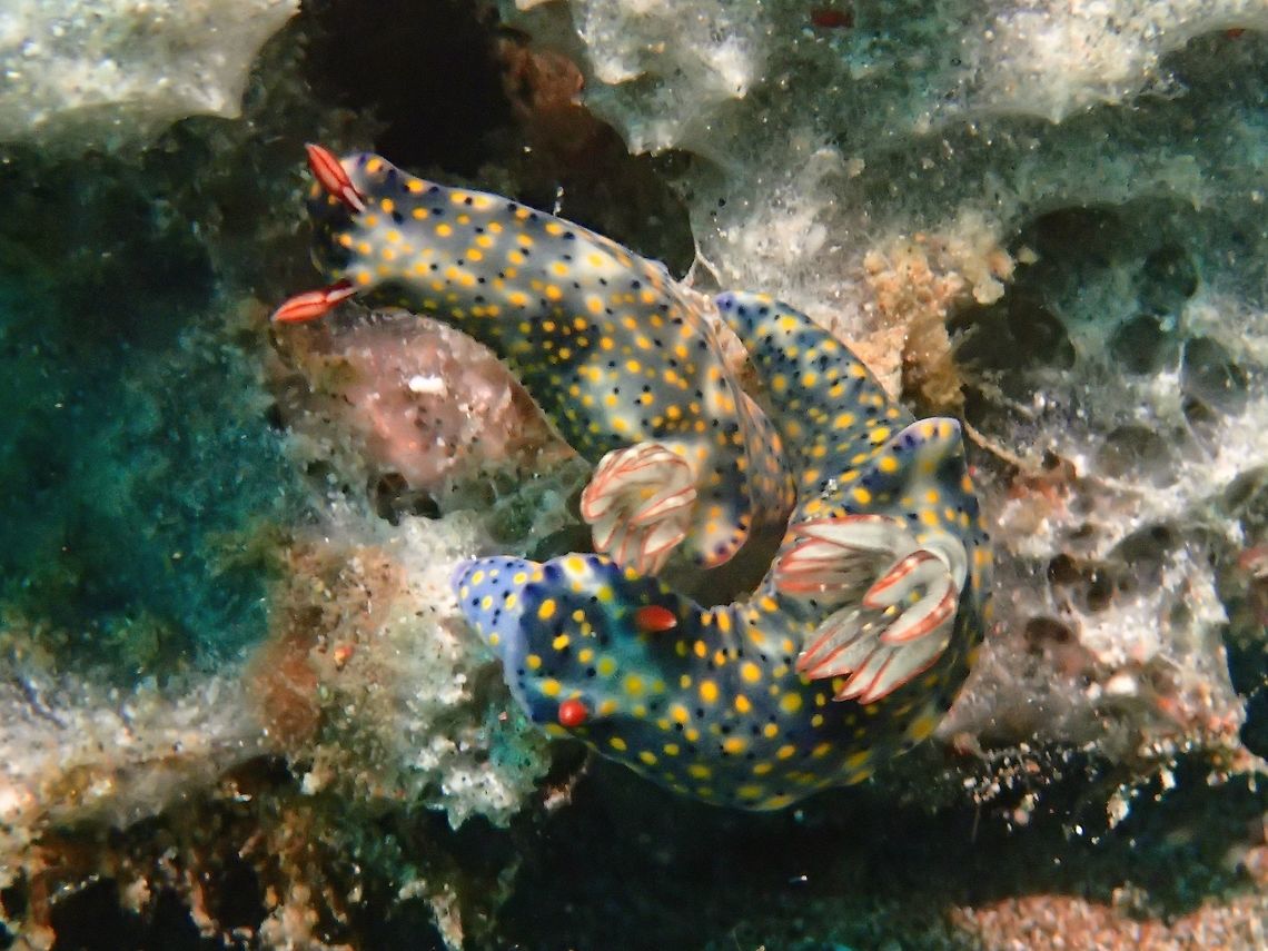 Nudibranch - Hypselodoris infucata This Hypselodoris infucata Nudibranch is light blue in colour with yellow spots.  The rhinopores and gills is reddish in colour. Anilao,Batangas,Geotagged,Hypselodoris infucata,Nudibranch,Philippines,Summer