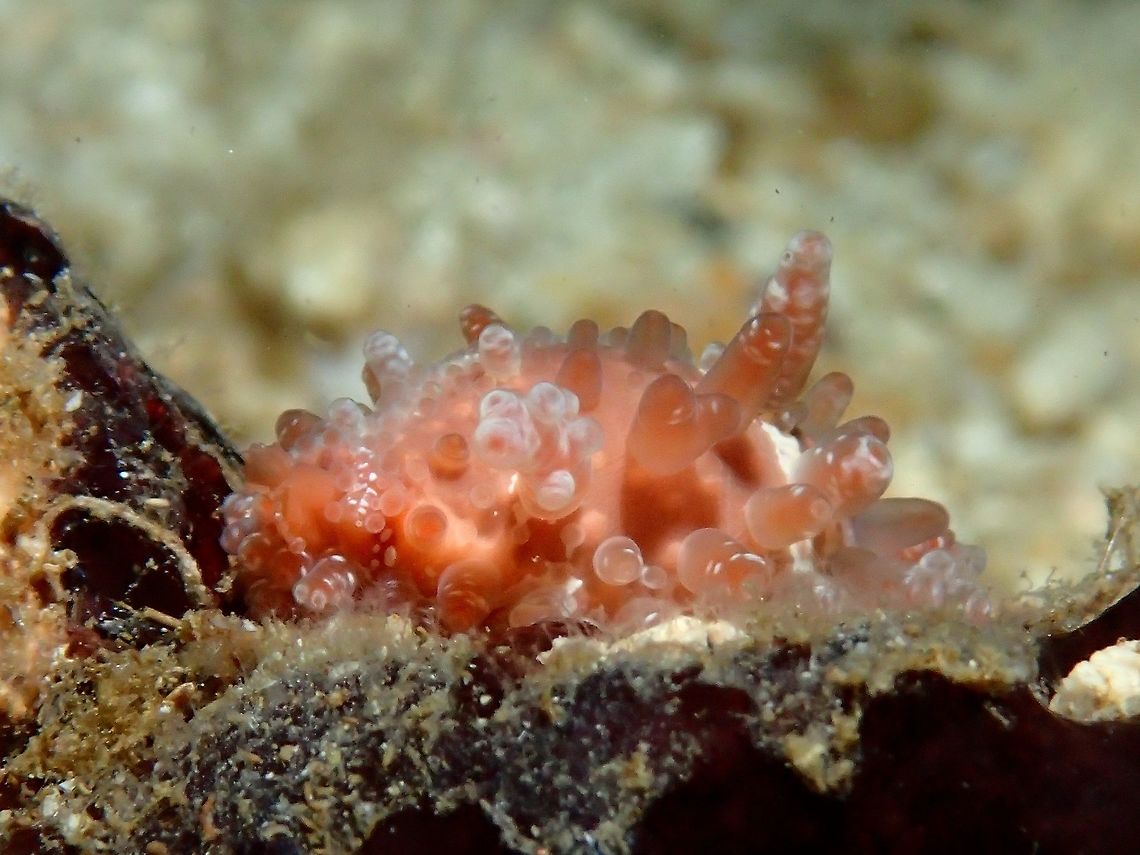 Sluglike Cowrie - Staphylaea limacina This Staphylaea limacina cowrie is small in size around 1 cm, the mantel is 'exposed', covering the shell. Cebu,Cowrie,Geotagged,Malapascua,Philippines,Sluglike Cowrie,Staphylaea limacina,Summer