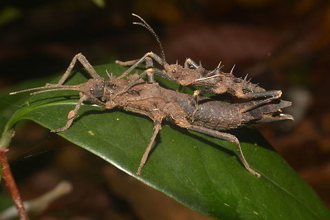 Spiny Love This is a pair of Phasmid of the species Hoploclonia cuspidata mating.  Like all Phasmid, the Males will be riding on top of the Female when they are mating. Geotagged,Hoploclonia cuspidata,Lambir Hills,Malaysia,Phasmid,Sarawak,Stick Insect,Summer