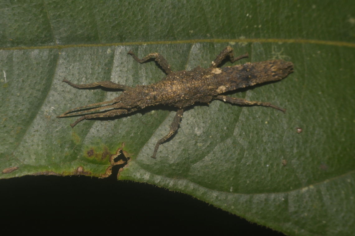 Stick Insect, Phasmid - Dares validispinus This Phasmid is not adult yet, probably a female sub-adult of the species Dares validispinus.<br />
Female Phasmids of the genus Dares have a widened abdomen towards the end before narrowing at the end of abdomen. Dares validispinus,Geotagged,Lambir Hills,Malaysia,Phasmid,Sarawak,Stick Insect,Summer