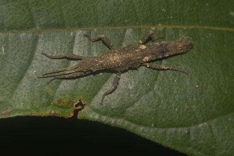 Stick Insect, Phasmid - Dares validispinus This Phasmid is not adult yet, probably a female sub-adult of the species Dares validispinus.
Female Phasmids of the genus Dares have a widened abdomen towards the end before narrowing at the end of abdomen. Dares validispinus,Geotagged,Lambir Hills,Malaysia,Phasmid,Sarawak,Stick Insect,Summer
