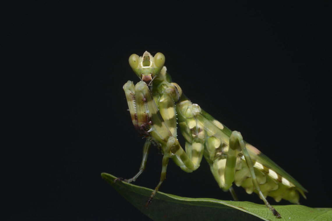 Banded Flower Mantis - Theopropus elegans A small beautiful female Phamsid - Theopropus elegans around 5 cm, striking a pose on top of a leaf.<br />
They have interesting markings on their wings but I didn&#039;t get the opportunity to get a picture of it displaying them. Banded Flower Mantis,Geotagged,Lambir Hills,Malaysia,Mantis,Praying Mantis,Sarawak,Summer,Theopropus elegans