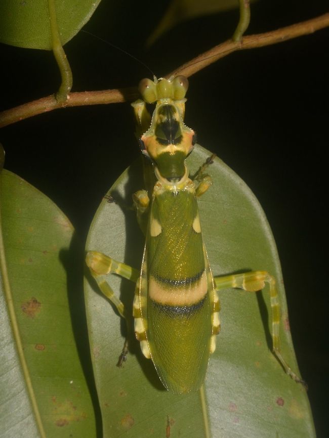 Smiley :) The wing cover of this Banded Flower Mantis - Theopropus elegans shows markings that looks like a smiley. Banded Flower Mantis,Geotagged,Lambir Hills,Malaysia,Mantis,Praying Mantis,Sarawak,Summer,Theopropus elegans