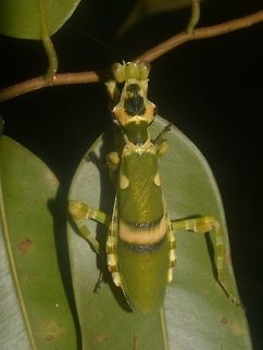 Smiley :) The wing cover of this Banded Flower Mantis - Theopropus elegans shows markings that looks like a smiley. Banded Flower Mantis,Geotagged,Lambir Hills,Malaysia,Mantis,Praying Mantis,Sarawak,Summer,Theopropus elegans