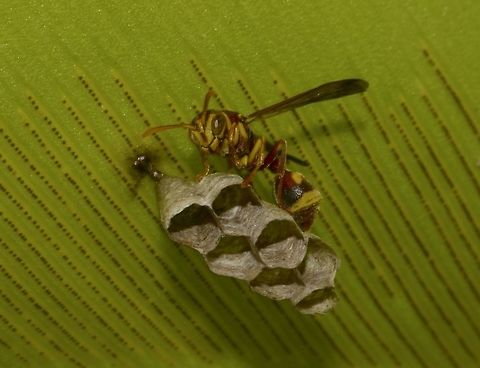 Social Paper Wasp - Ropalidia fasciata This Social Paper Wasp - Ropalidia fasciata was tending to its nest, which was pinned under a leaf. Geotagged,Lambir Hills,Malaysia,Paper Wasp,Ropalidia fasciata,Sarawak,Social Paper Wasp,Summer,Wasp