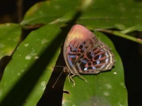 Malay Red Harlequin Butterfly - Paralaxita damajanti This butterfly is of the species Malay Red Harlequin - Paralaxita damajanti Butterfly,Geotagged,Lambir Hills,Malay Red Harlequin,Malaysia,Paralaxita damajanti,Red Harlequin,Sarawak,Summer