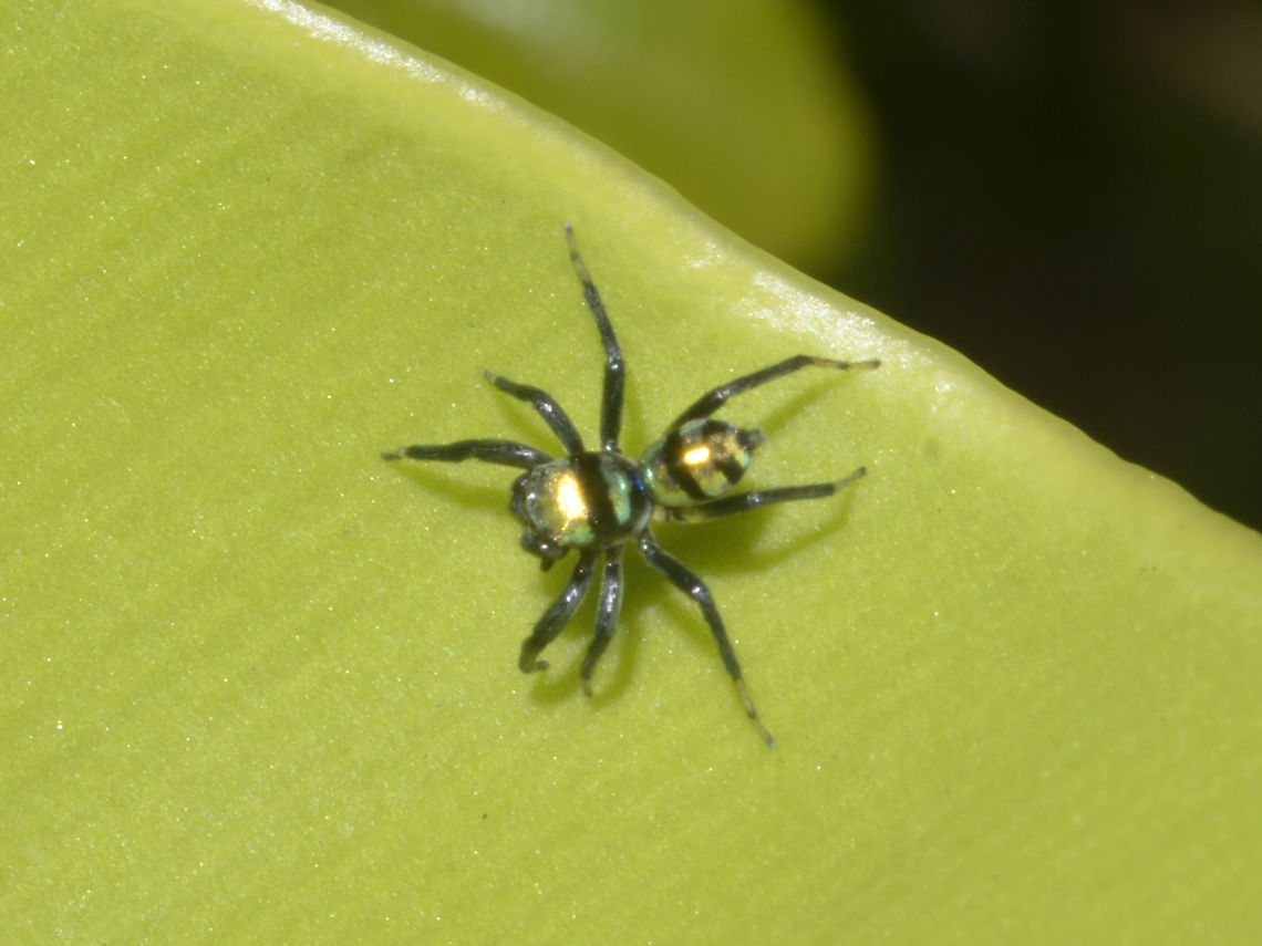 Banded Phintella - Phintella vittata Small jumping Spider of the species Banded Phintella - Phintella vittata, probably a male. Banded Phintella,Geotagged,Jumping Spider,Lambir Hills,Malaysia,Phintella vittata,Sarawak,Spider,Summer